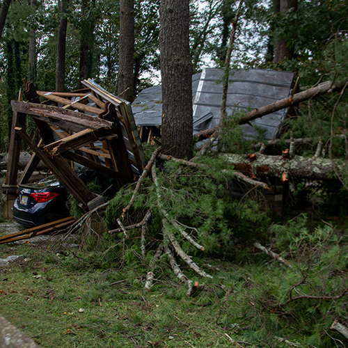 Fallen trees on a car
