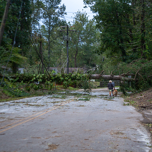 People walk a dog down a street blocked by a large tree